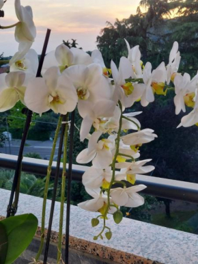 Alloggio Orchidea, Monfalcone